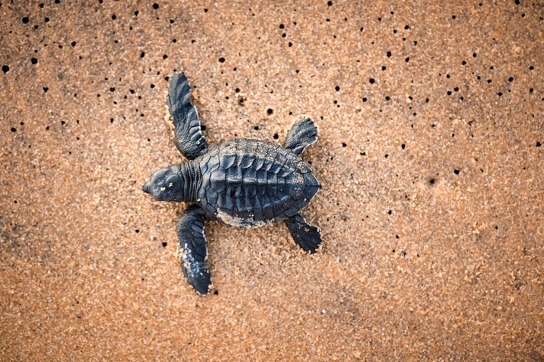 France, Guiana, Cayenne, Remire-Montjoly beach, olive Ridley juvenile turtle (Lepidochelys olivacea) leaving the nest to reach the ocean in the early morning