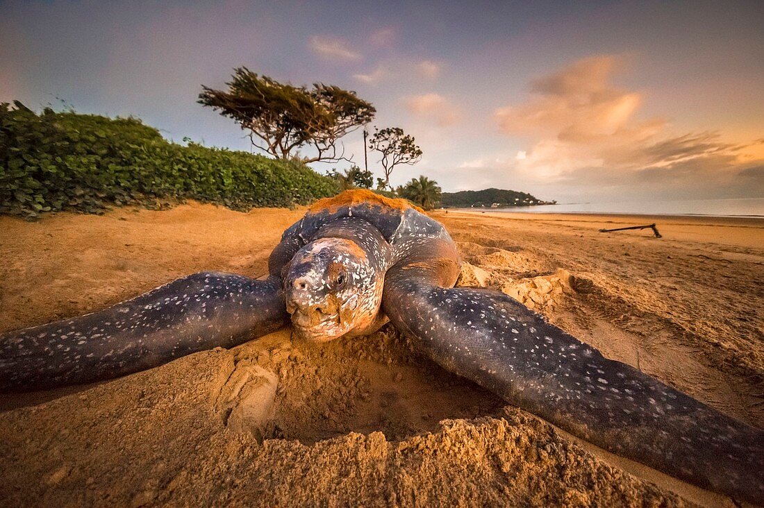 Französisch-Guayana, Cayenne, Strand von Rémire-Montjoly, nistende weibliche Lederschildkröte (Dermochelys coriacea) am Morgen