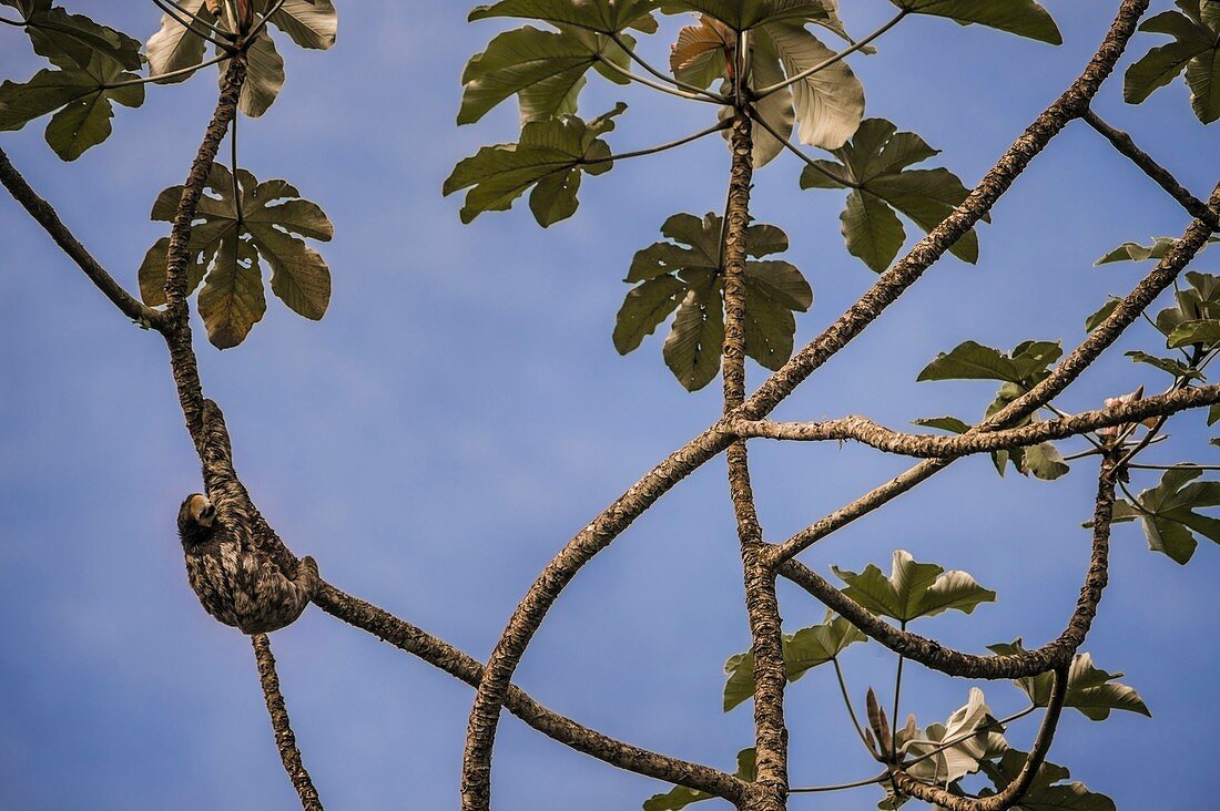 France, Guiana, Cayenne, Aï or three-toed sloth (Bradypus tridactylus) on top of a Shield-leaf pumpwood (Cecropia peltata) on the path of Rorota