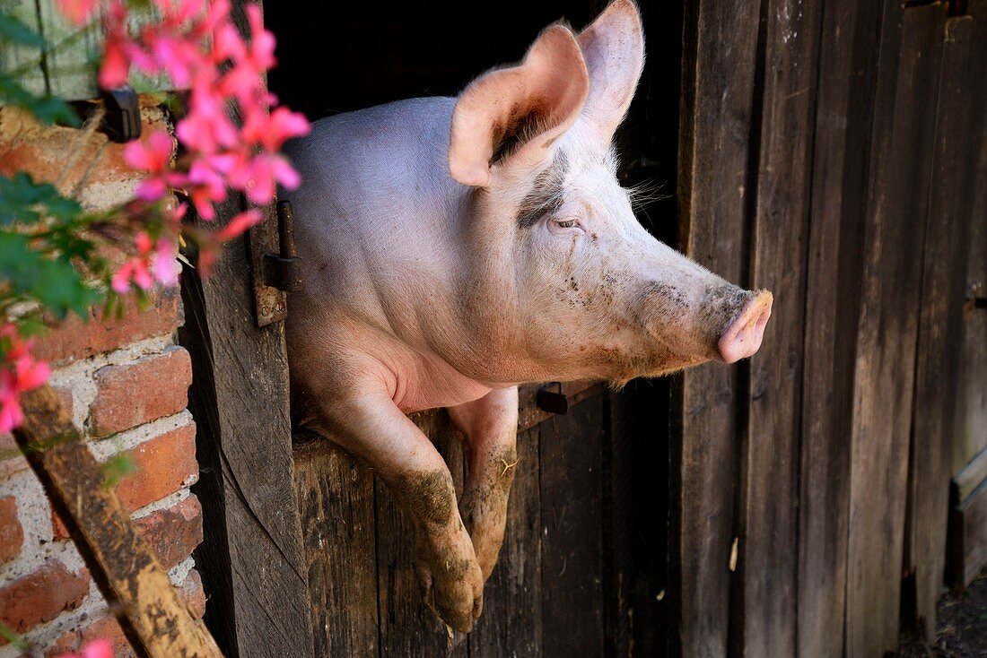France, Haut Rhin, Ungersheim, Ecomusee d Alsace, farm, pig at the door of the pigsty