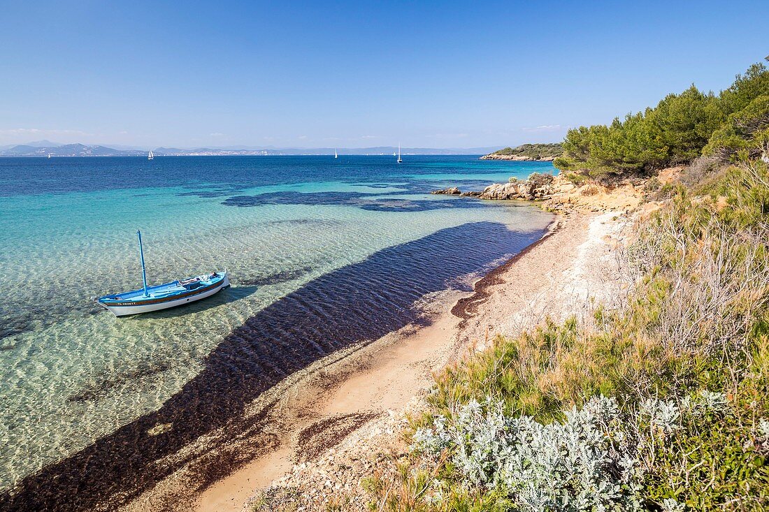 France, Var, Iles d'Hyeres, national park of Port-Cros, Island of Porquerolles, the beach of Coutarde