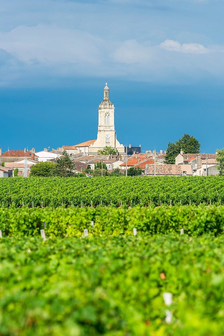 France, Gironde, Saint-Estephe, Saint-Etienne parish church and the Medoc vineyard, AOC Saint-Estephe