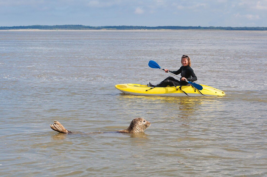 Frankreich, Somme, Baie de Somme, Frau im Kajak beobachtet eine Robbe im Wasser