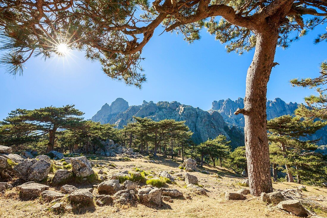 Frankreich, Corse-du-Sud, Quenza, Wald der Korsischen Schwarzkiefer (Pinus Nigra Corsicana), Bavella-Pass (1218 m), im Hintergrund die Aiguilles de Bavella (alt max: 1855 m)