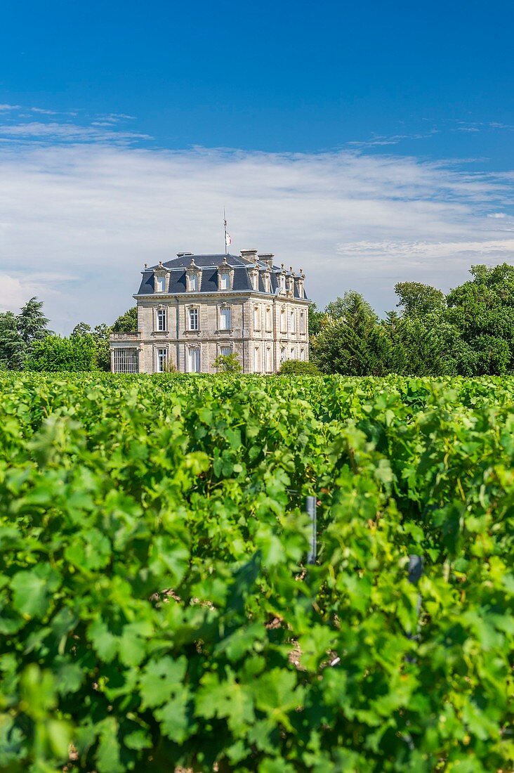 France, Gironde, Begadan, Chateau La Tour de By, vineyard of 94 ha (AOC Medoc), member of Union des Grands Crus de Bordeaux