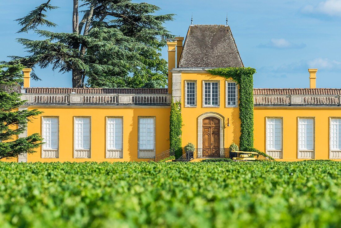 Frankreich, Gironde, Saint-Estephe, Château Lafon-Rochet, 41 ha großer Weinberg, AOC Saint-Estephe