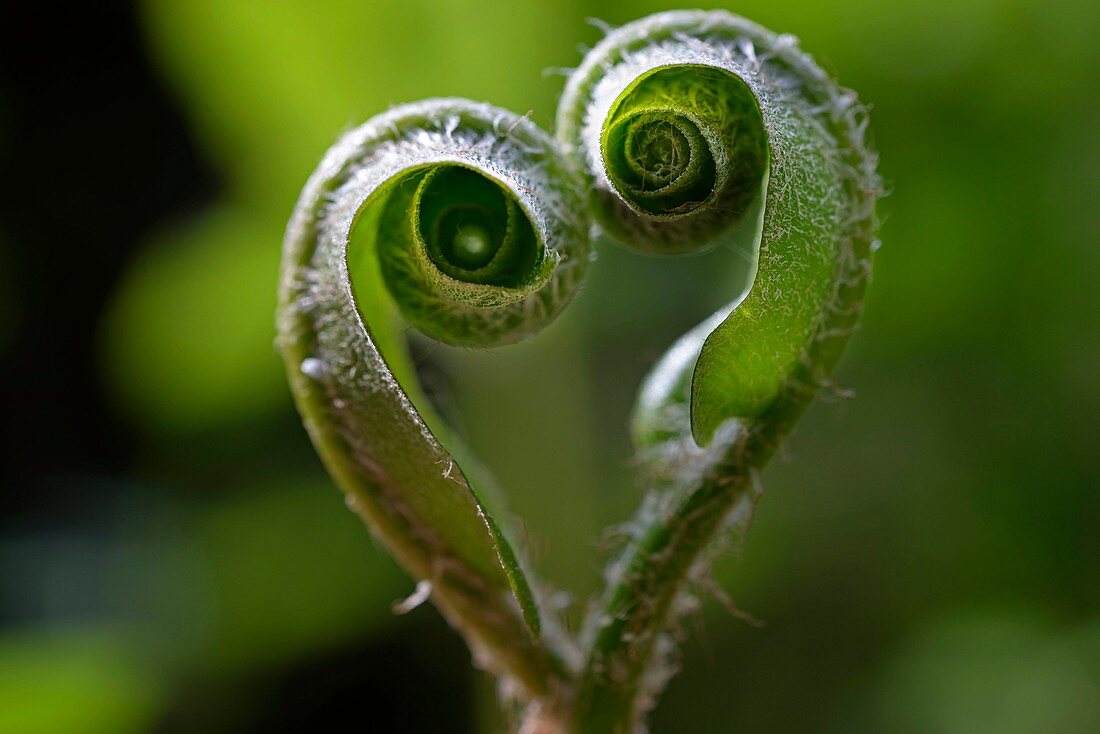 France, Doubs, Crosses of a deer's tongue fern unfolding in spring