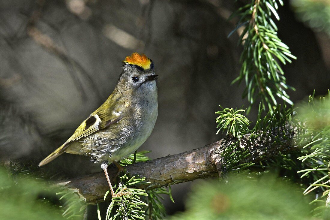 Frankreich, Doubs, Wintergoldhähnchen (Regulus regulus) singend in einem Tannenbaum