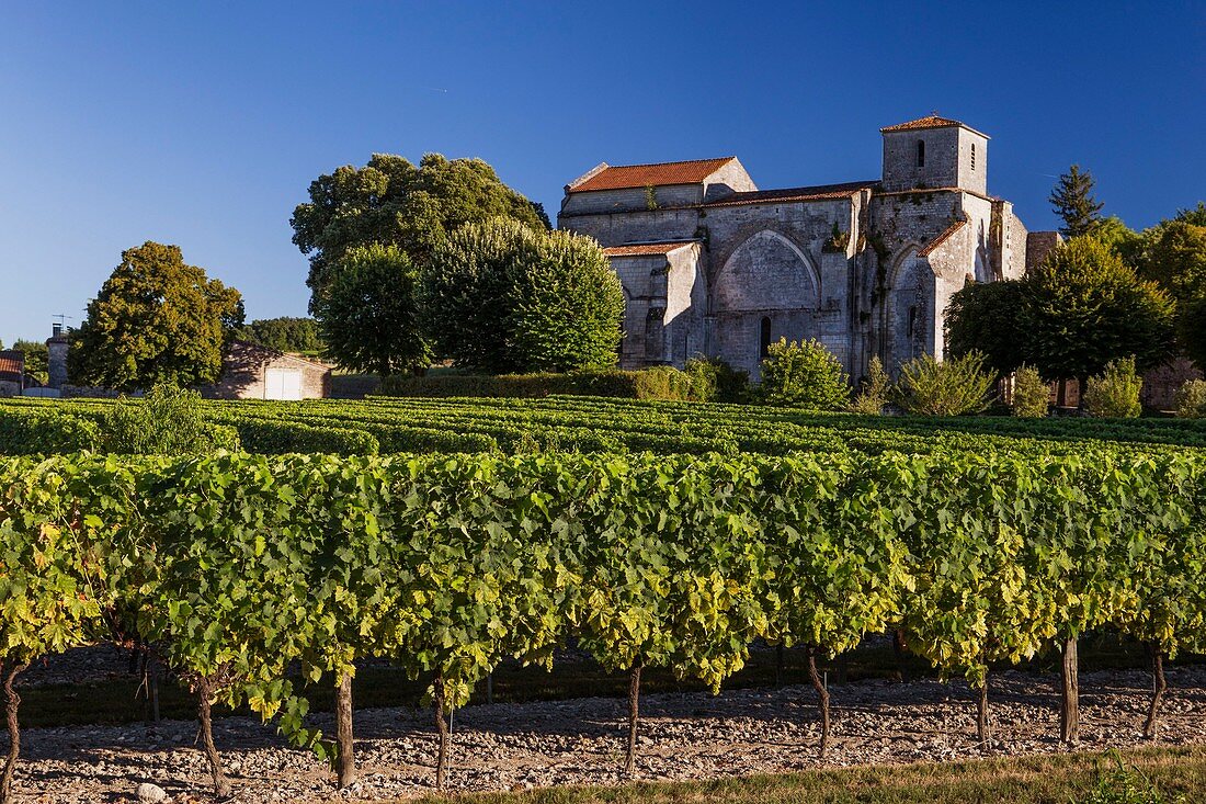 France, Charente, Bouteville, Cognac vineyard, Saint Paul church