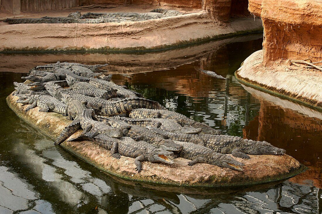 Frankreich, Vienne, Civaux, Zoologischer Park La Planète des Crocodiles (Der Planet der Krokodile), Salzwasserkrokodil (Crocodylus porosus)