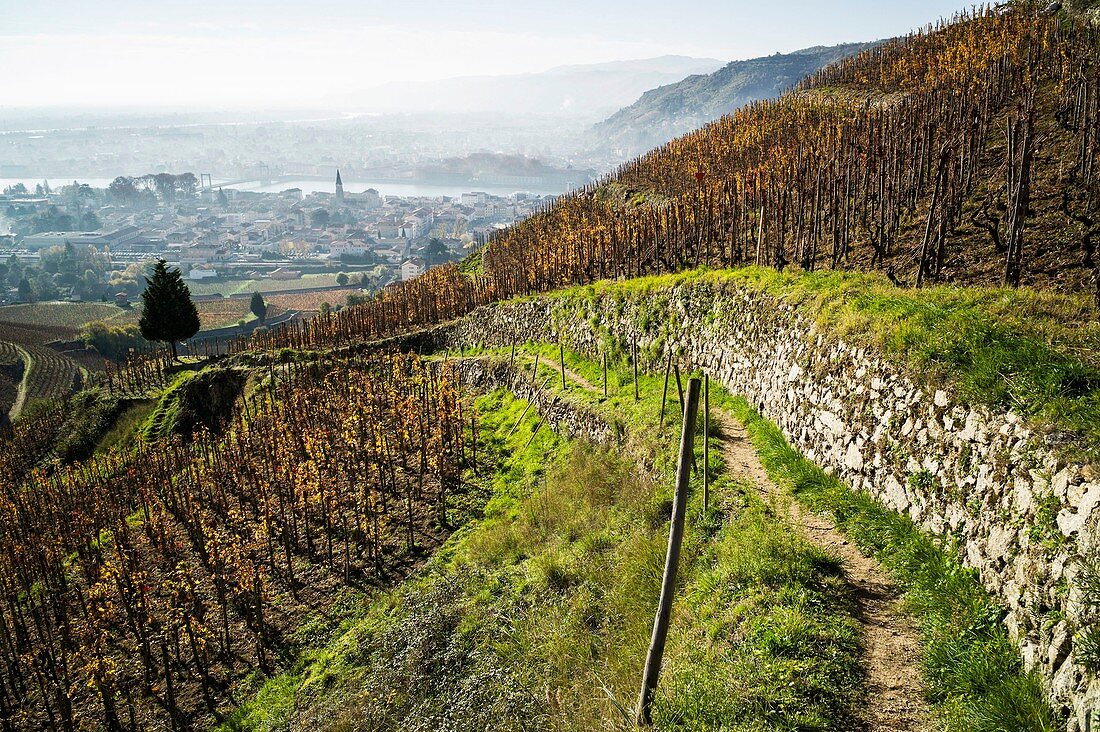 France, Drome, Tain l'Hermitage, Rhone valley, seen on Tain and Tournon since the hill and the vineyard of Hermitage