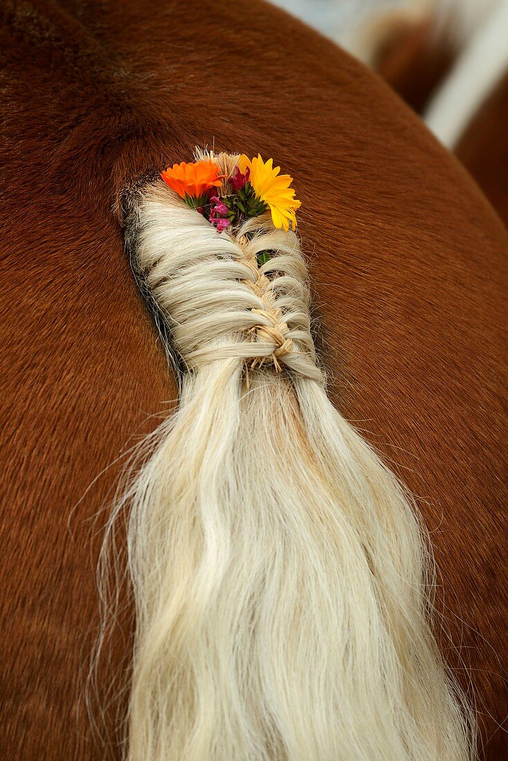 France, Doubs, Pontarlier, downtown, agricultural show, Super Comice in October 2015, horse Comtoise race, tail decorated