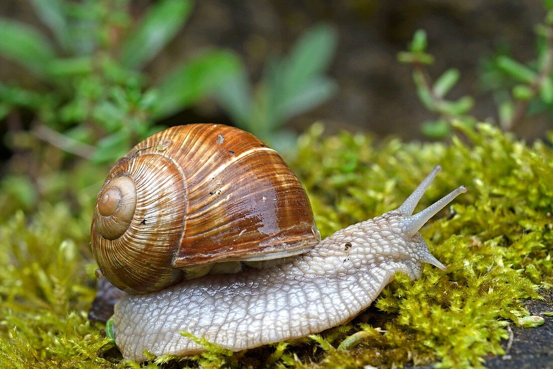 France, Doubs, Brognard, Burgundy Snail (Helix pomatia