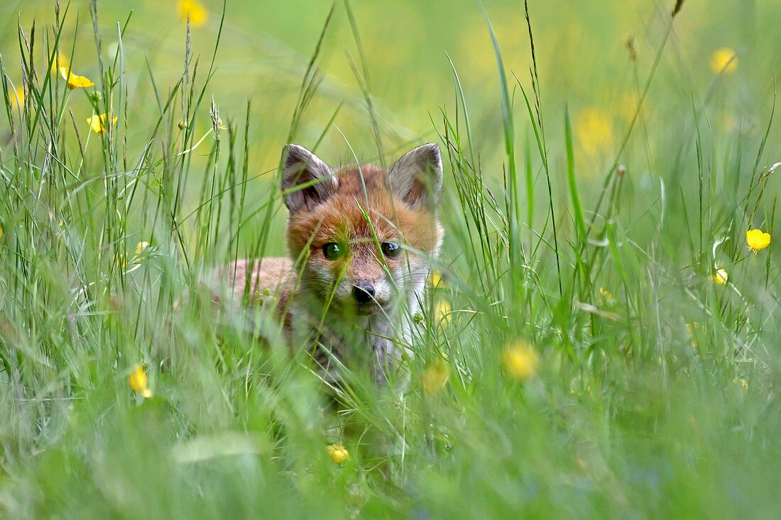 France, Doubs, red fox (Vulpes vulpes) fox in a hedge edge meadow