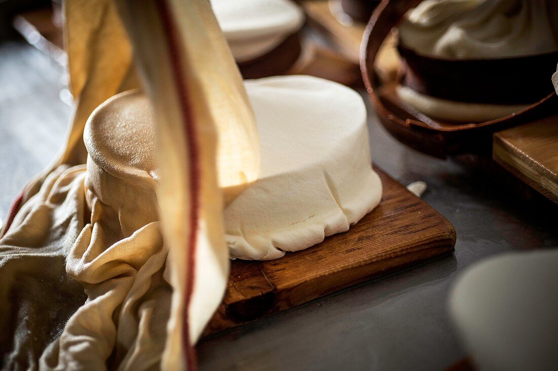 France, Haute Savoie, Abondance valley, Abondance, manufacturing of the Abondance vacherin cheese in winter, cheese ripening, Regis Grillet Munier