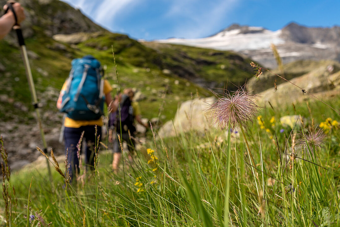 Flowers and hikers in the Randinascia, 3rd day's trekking del Laghetti Alpini, Ticino, Switzerland