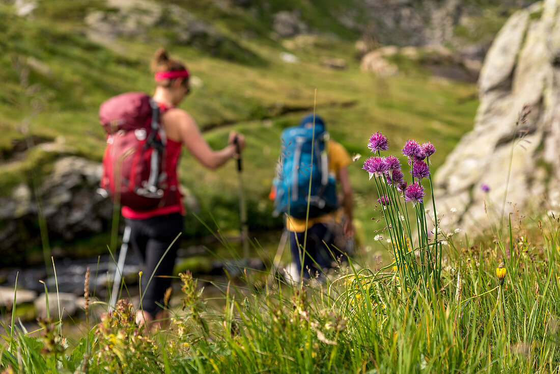 Blumen und Wanderer in der Randinascia, 3. Tagesetappe Trekking del Laghetti Alpini, Tessin, Schweiz