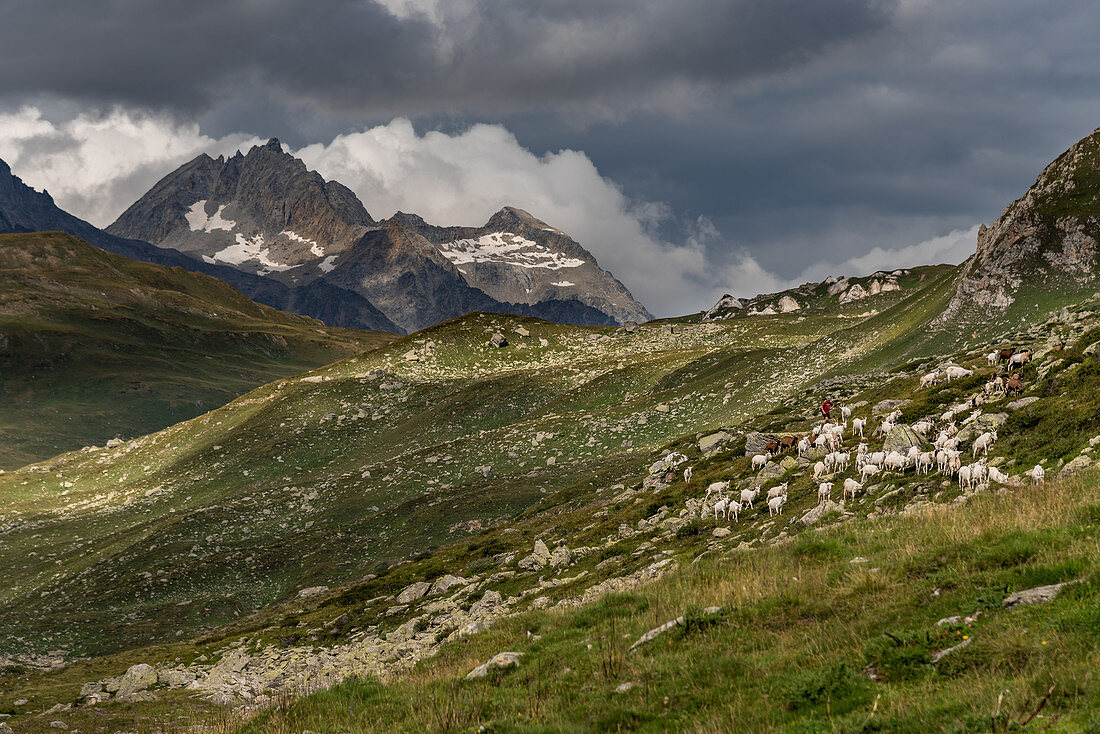 Ziegenherde im Val Formazza, Trekking del Laghetti Alpini, Tessin, Italien