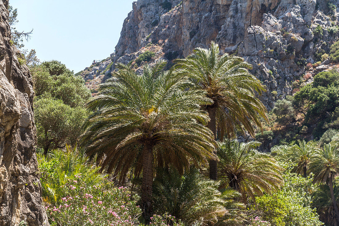 Palm grove behind the palm beach of Preveli in summer, central Crete, Greece