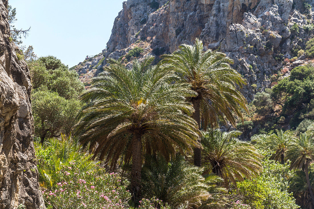 Palmenhain hinter dem Palmenstrand von Preveli im Sommer, Mitte Kreta, Griechenland