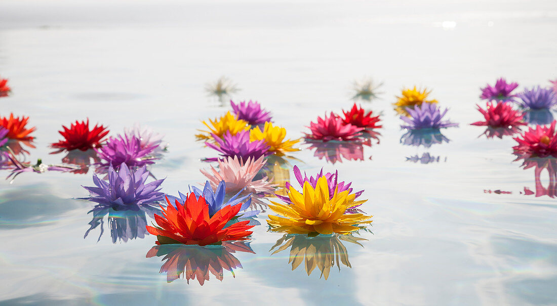 Bunte Lotusblumen im Wasser