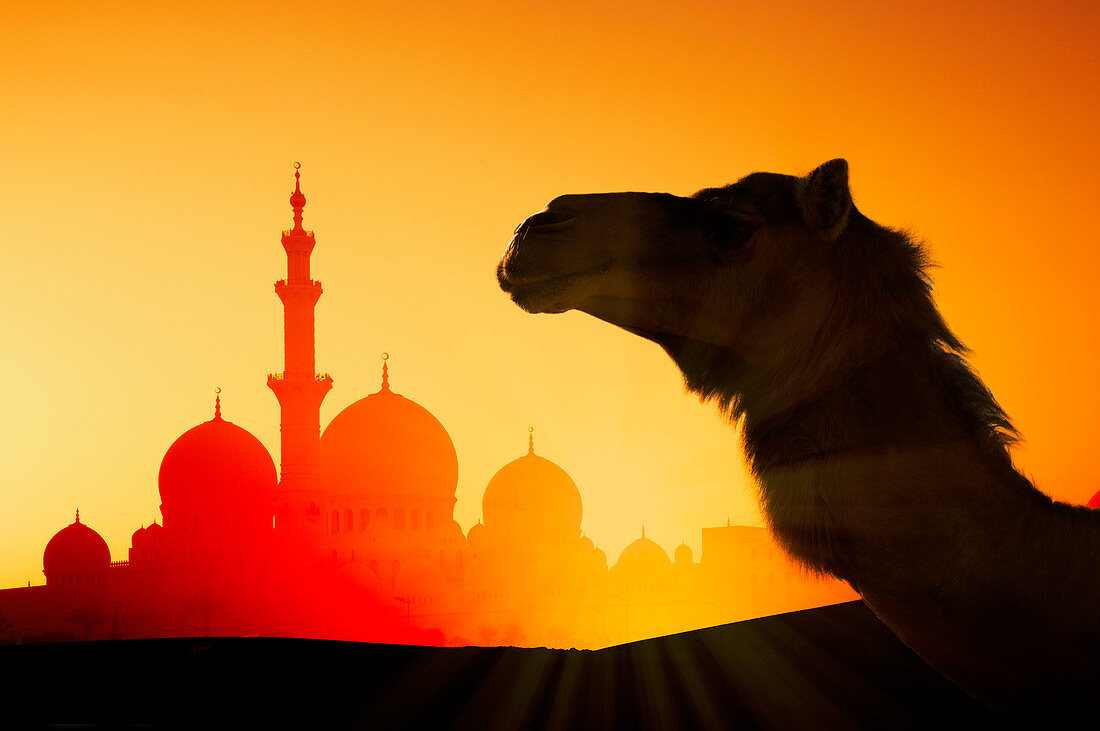 Kamel vor der Scheich-Zayid-Moschee bei Sonnenuntergang in Abu Dhabi, Vereinigte Arabische Emirate