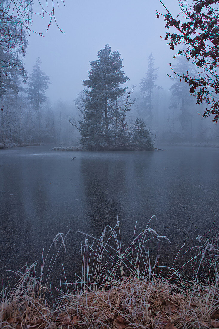 Winter birch lake on the Schwanberg, Rödelsee, Kitzingen, Lower Franconia, Franconia, Bavaria, Germany, Europe