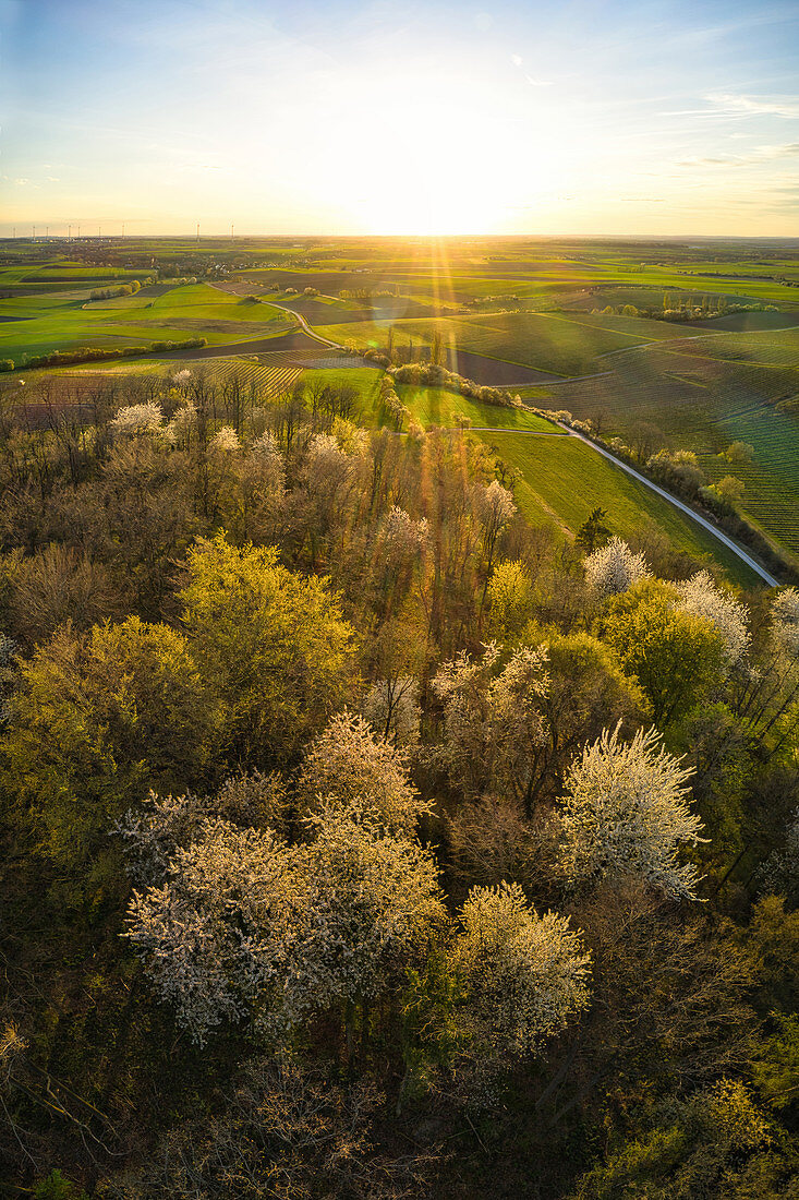 Flowering wild cherries in the wine paradise near Reusch, Weigenheim, Neustadt an der Aisch, Middle Franconia, Franconia, Bavaria, Germany, Europe