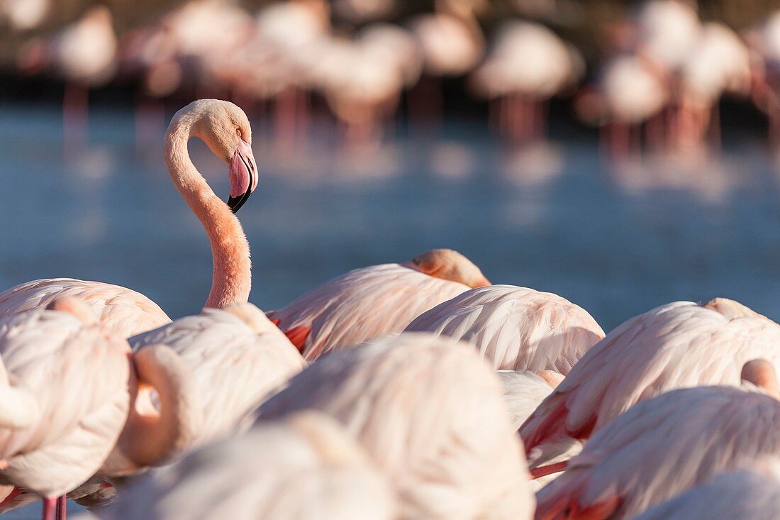 France, Bouches du Rhone, Camargue Regional Nature Park, Saintes Maries de la Mer, Pont de Gau ornithological park, flamingo