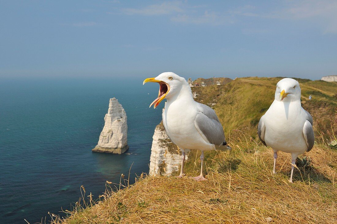 Frankreich, Seine-Maritime, Etretat, zwei Möwen am Rande der Klippe, mit der Aiguille Creuse im Hintergrund