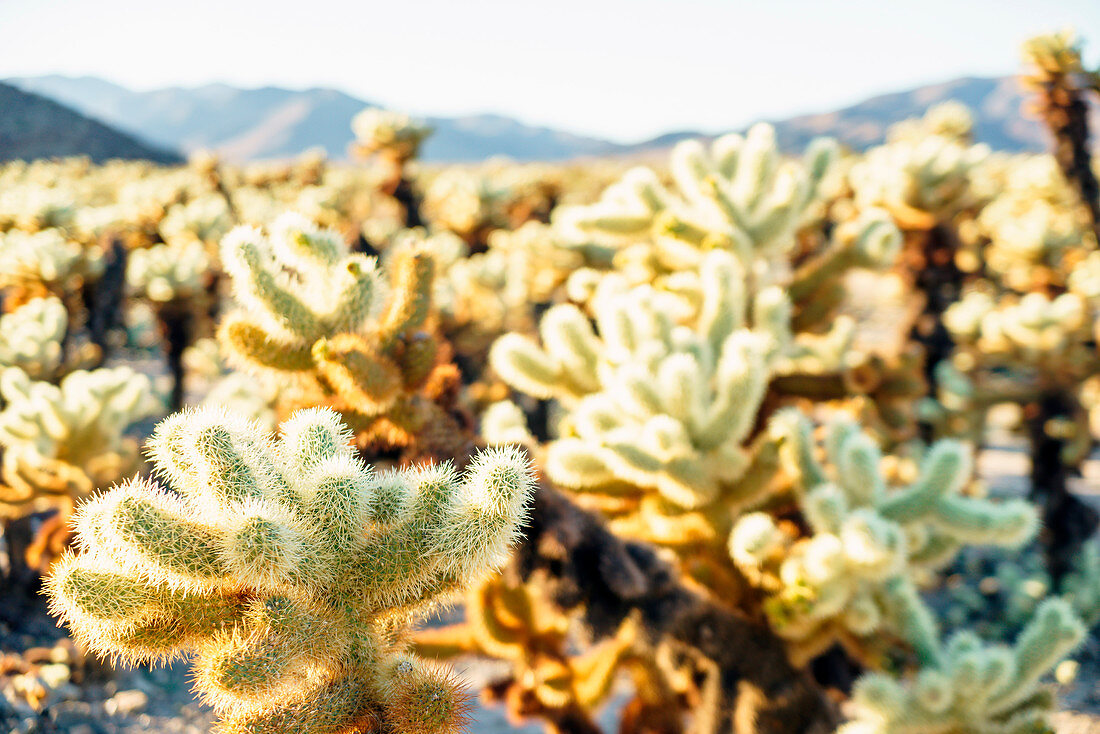 Cholla Cactus Garden, Joshua-Tree-Nationalpark, Pinto-Becken, Kalifornien, USA