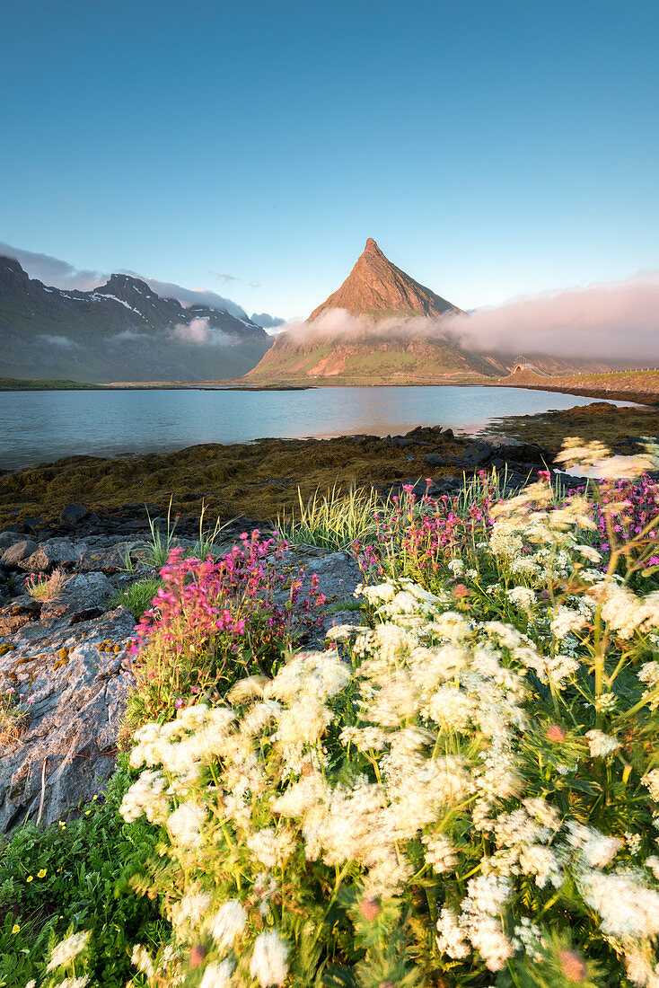 Sommerblumen und der felsige Gipfel von Volanstinden während der Mitternachtssonne, Fredvang, Lofoten, Norwegen, Europa
