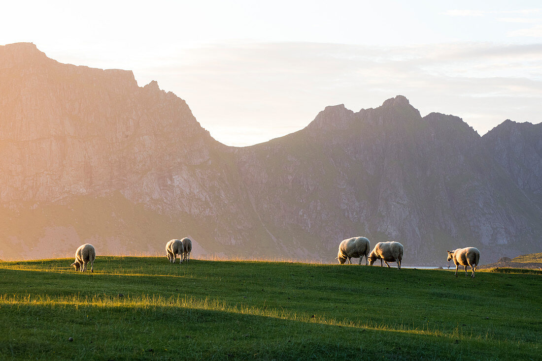Grasende Schafe auf einer Wiesen während der Mitternachtssonne, Uttakleiv, Lofoten, Nordnorwegen, Europa