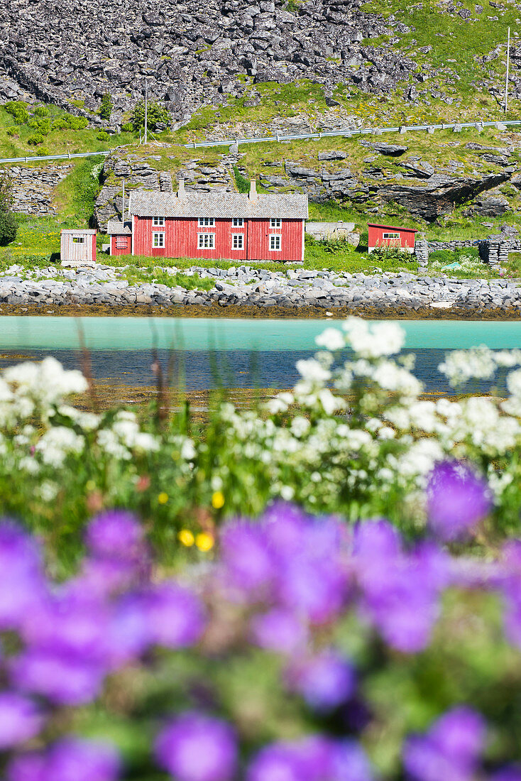 Bloom of flowers and typical houses, Vaeroy Island, Nordland county, Lofoten Islands, Norway, Europe
