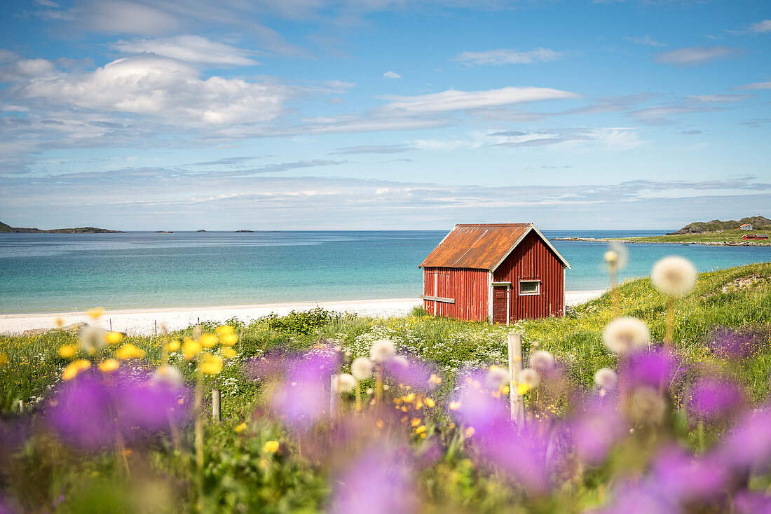 Bunte Blumen und typisches Haus am Wasser, Ramberg, Lofoten Inseln, Norwegen, Europa