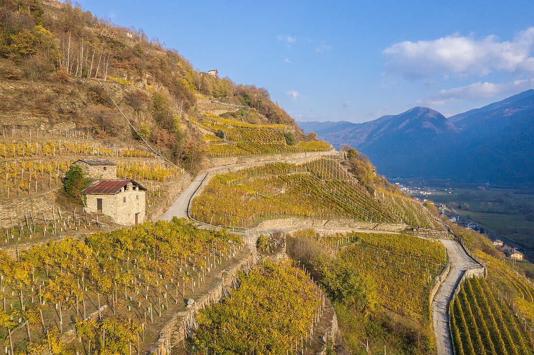 Terraced vineyards of San Giacomo in Teglio, Sondrio Province, Valtellina, Lombardy, Italy, Europe