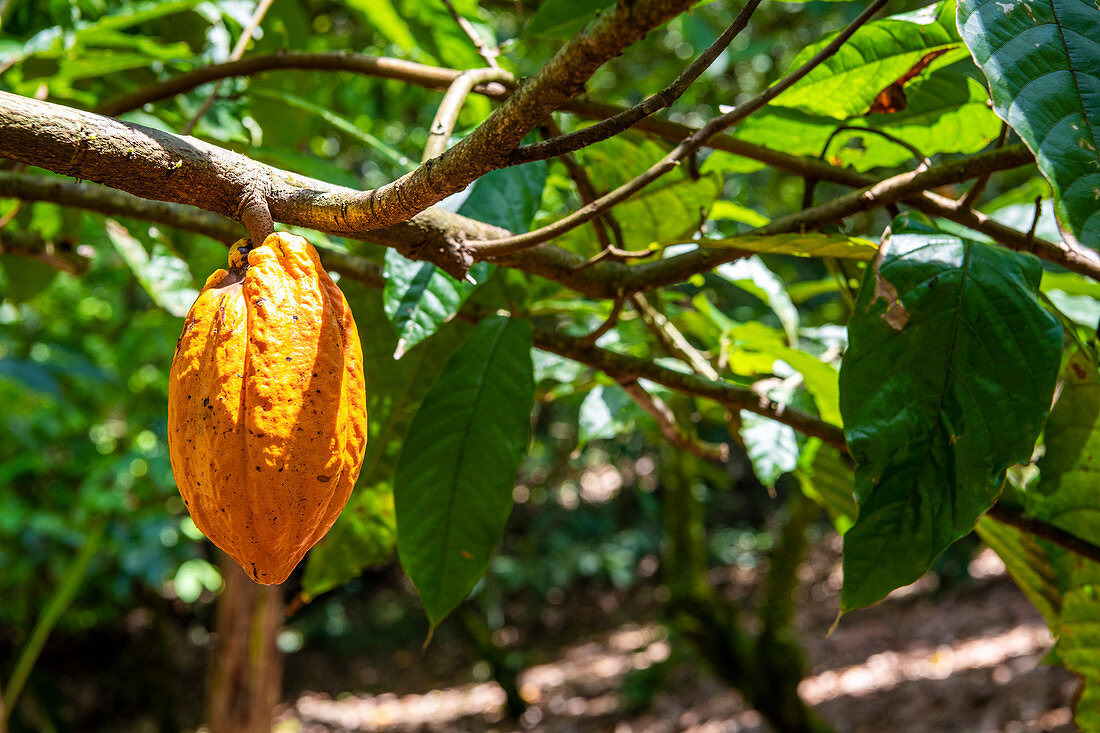 Kakaofrucht, Kakaofarm, Provinz Bocas del Toro, Panama, Mittelamerika