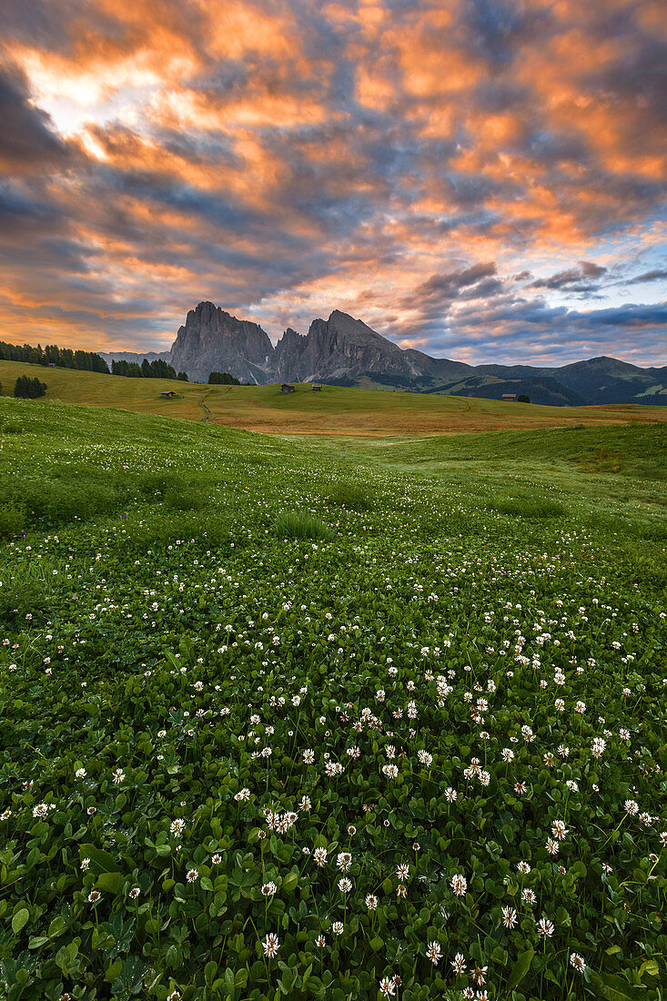 Sonnenaufgang auf Alpe di Siusi (Seiser Alm) mit Sommerblumen, Langkofel- und Plattkofel-Dolomiten, Südtirol, Provinz Bozen, Trentino Südtirol, Italien, Europa