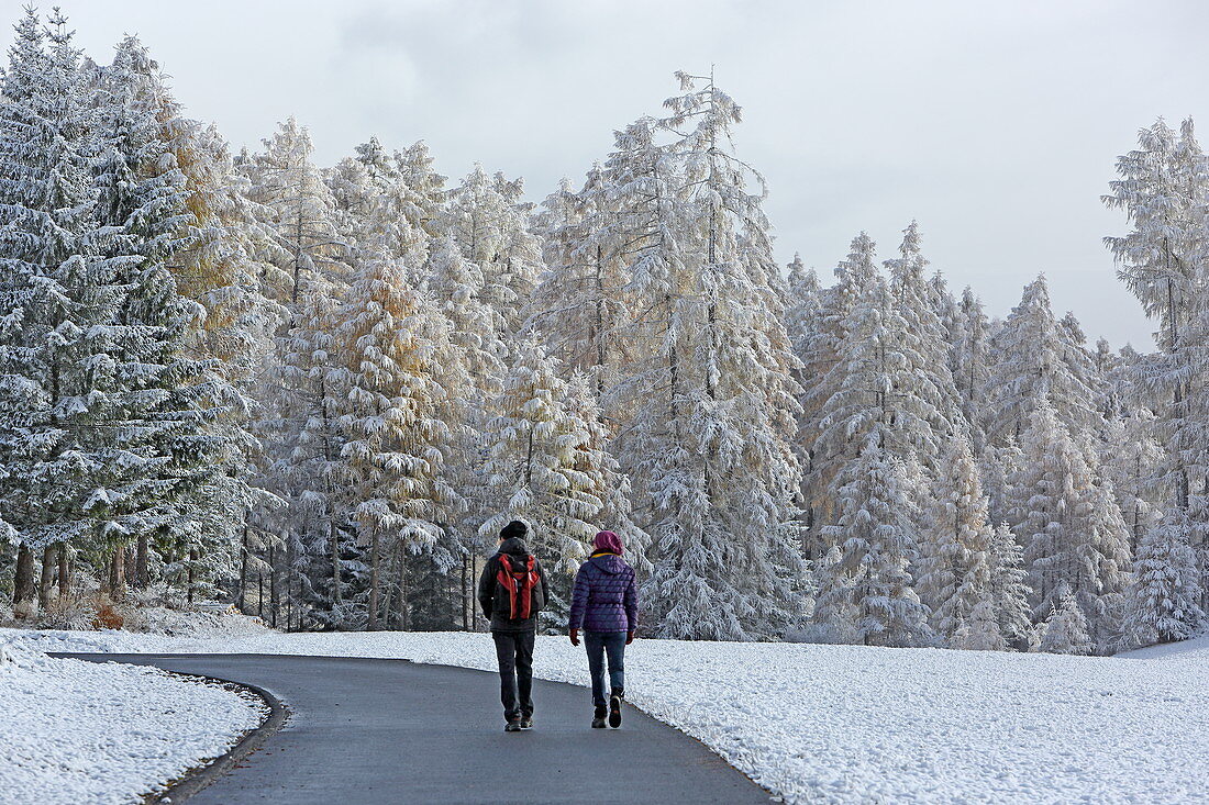 Walk in the Lärchenwiesen landscape protection area with the first snow, late autumn on the Mieminger Plateau, Tyrol