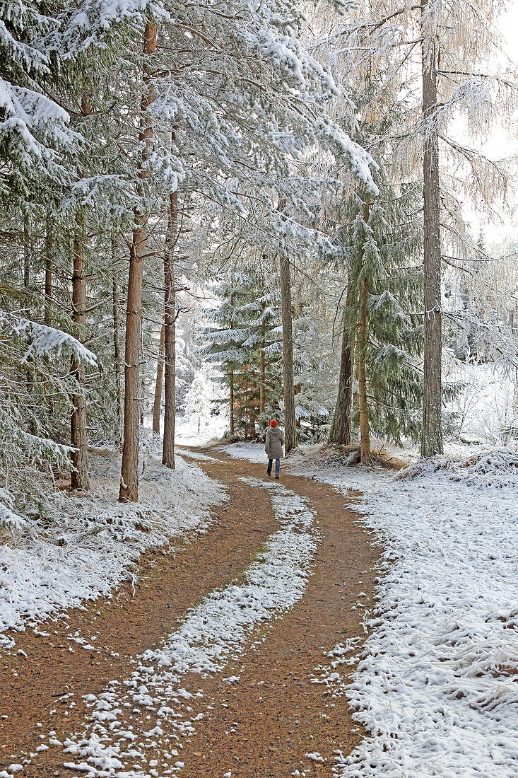 Late autumn on the Mieminger Plateau, Tyrol