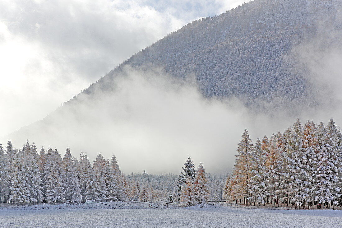 Landschaftschutzgebiet Lärchenwiesen im ersten Schnee, Spätherbst auf dem Mieminger Plateau, Tirol, Österreich