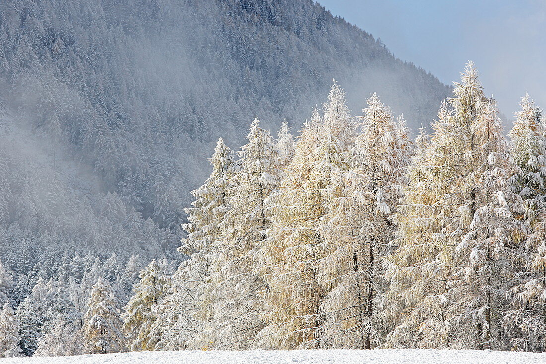 Landschaftschutzgebiet Lärchenwiesen im ersten Schnee, Spätherbst auf dem Mieminger Plateau, Tirol, Österreich
