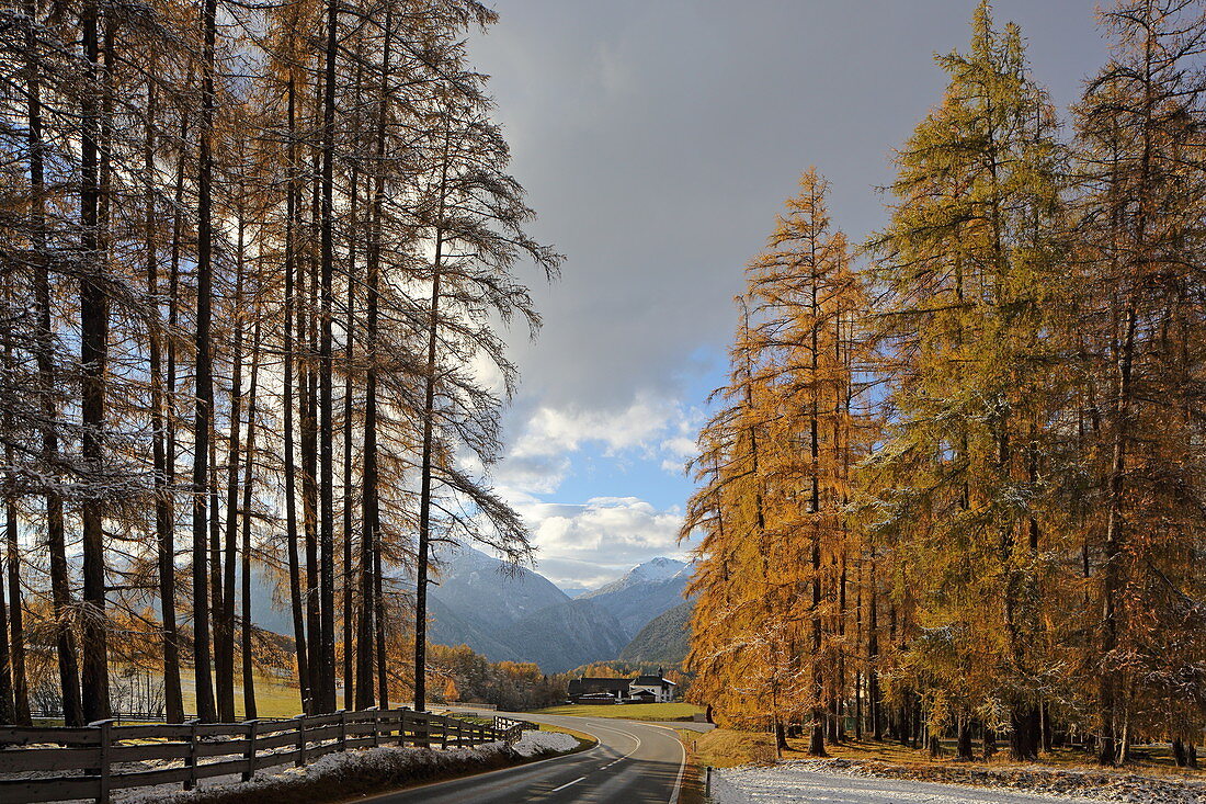 Lärchenwiesen landscape protection area in the first snow, late autumn on the Mieminger Plateau, Tyrol