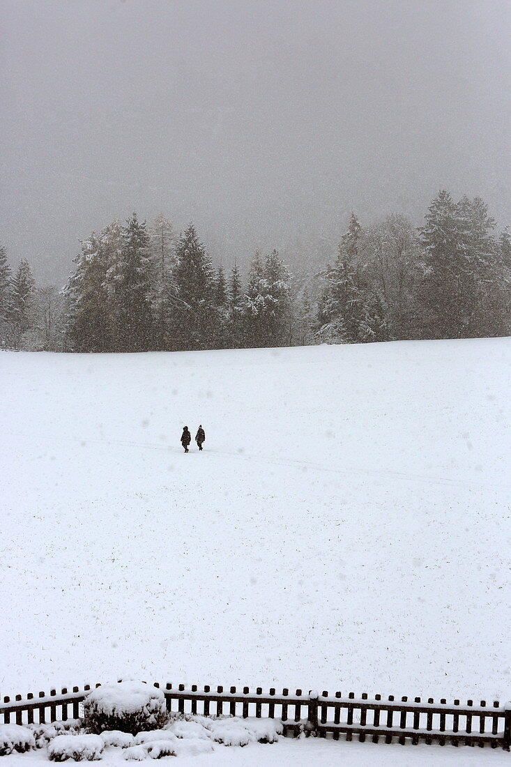 Walk in the larch forest in the first snow, late autumn on the Mieminger plateau, Tyrol