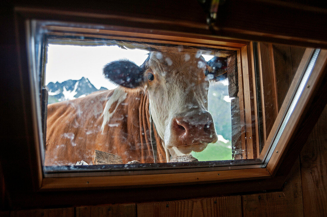 Val di Rabbi, Provinz Trient, Südtirol, Italien, Europa, eine Kuh schaut durch das Fenster, Nahaufnahme
