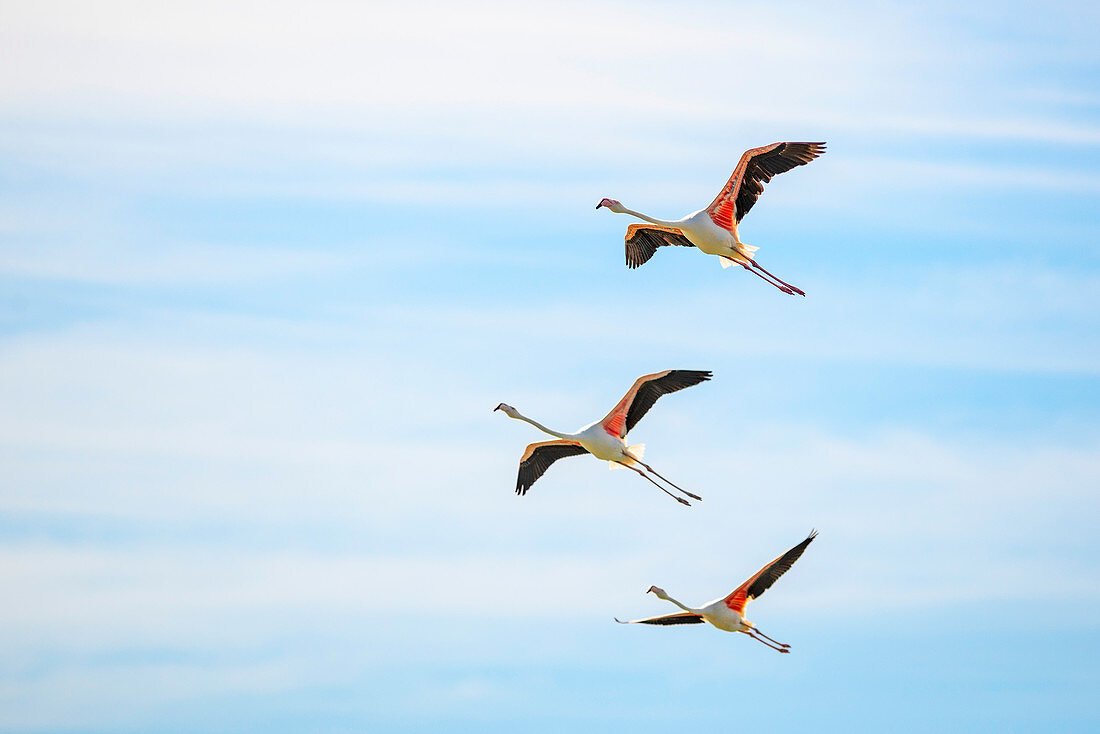 Camargue, France, Europe. Three flamingos flying in the sky