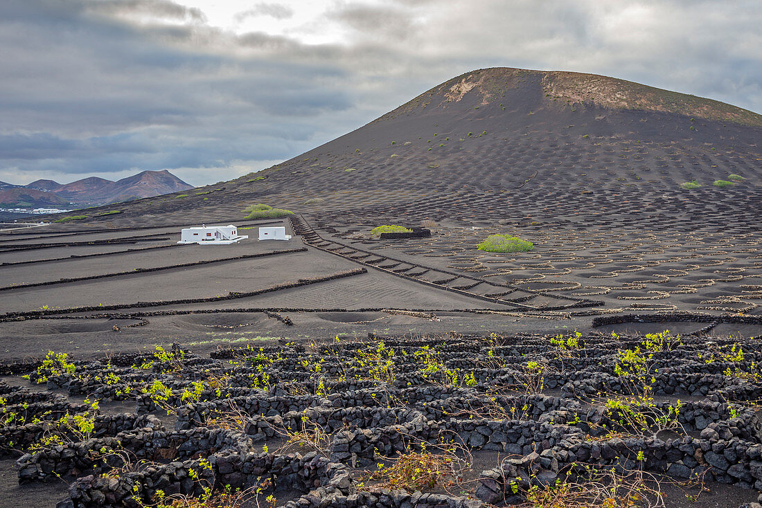 Las Palmas province, Lanzarote, Canary islands, Spain, Europe. Volcanic vineyard  