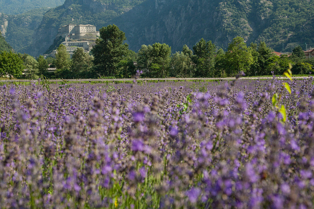 Lavendelfeld und Forte di Bard, Barde, Aostatal, Italien