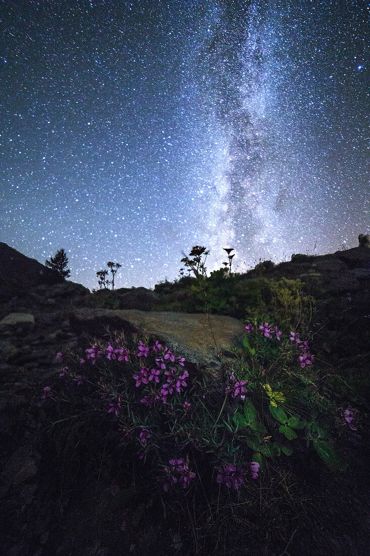 Milky Way and flowers at Lake Miage, Val Veny, Aosta Valley, Italy 