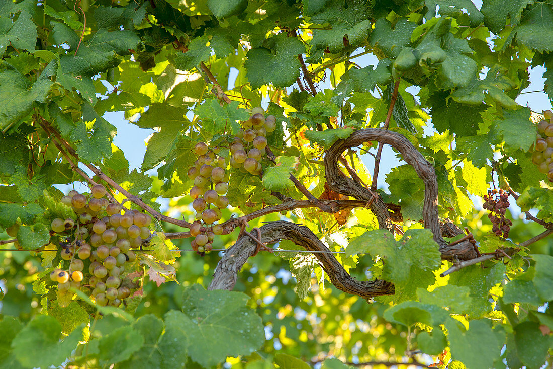 a ￼d'uva bunch of grapes ready to be harvested in the Cinque Terre vineyards, National Park of Cinque Terre, Riomaggiore, La Spezia province, Ligurian district, Italy, Europe